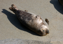 La Jolla Seals 0023